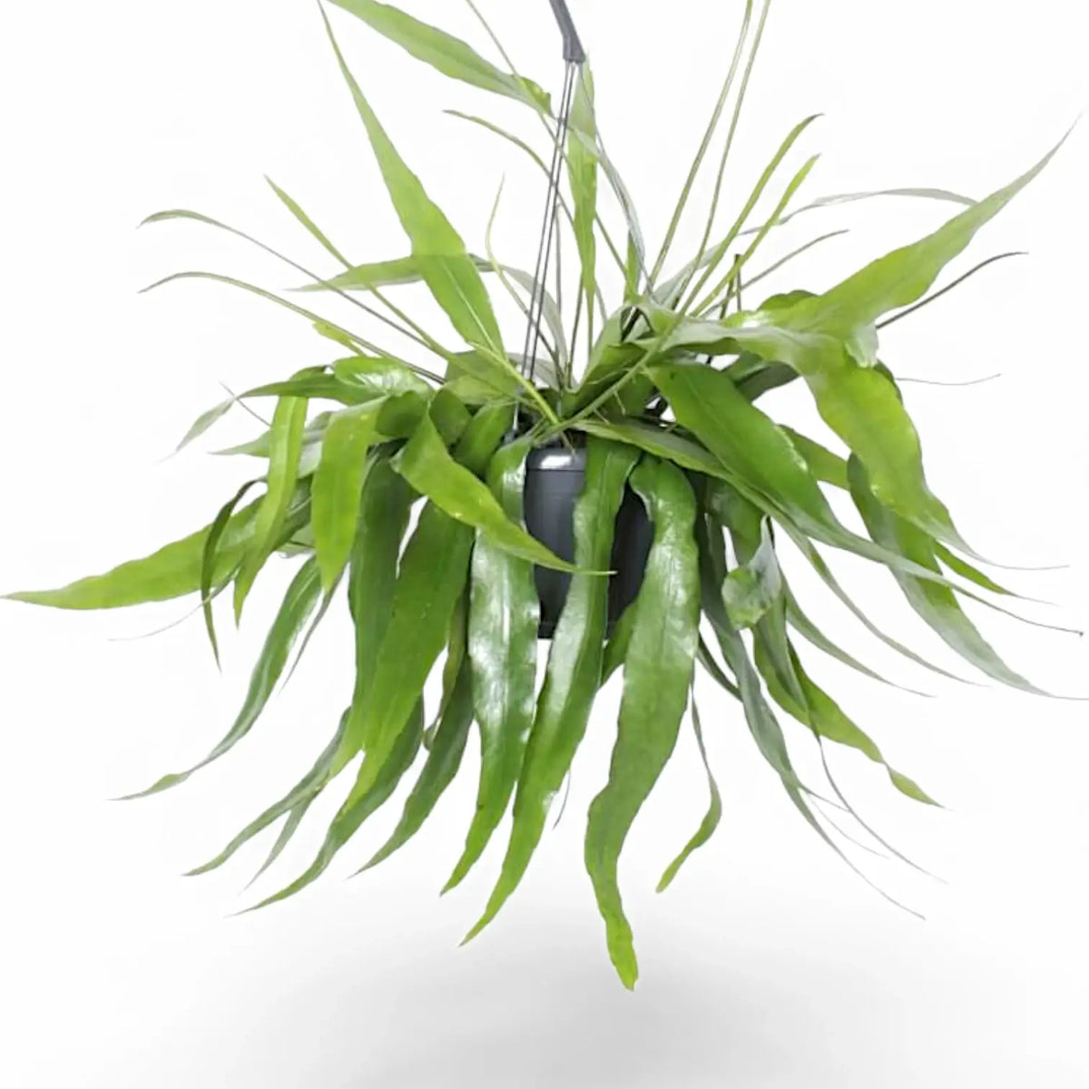 Epiphyllum pumilum – Topfpflanze im Kulturtopf vor weißem Hintergrund, Produktfoto 5.
