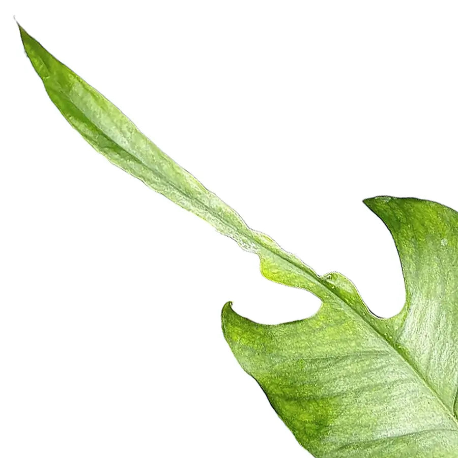 Epipre­mnum pinnatum 'Skeleton Key' – Blattdetail vor weißem Hintergrund..