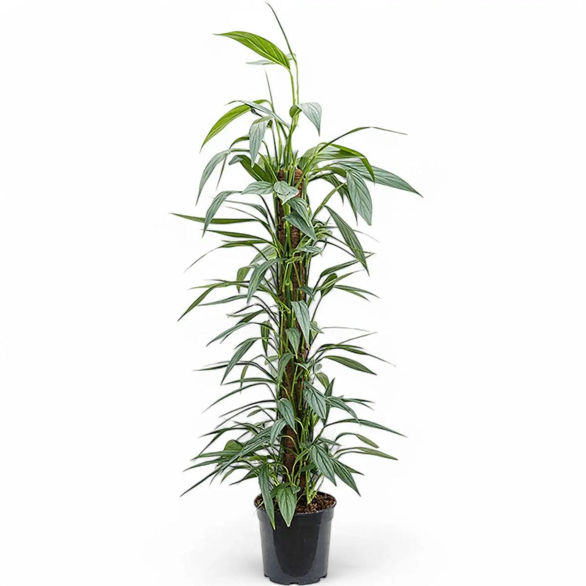 Epipremnum amplissimum potted plant in nursery pot on white background.