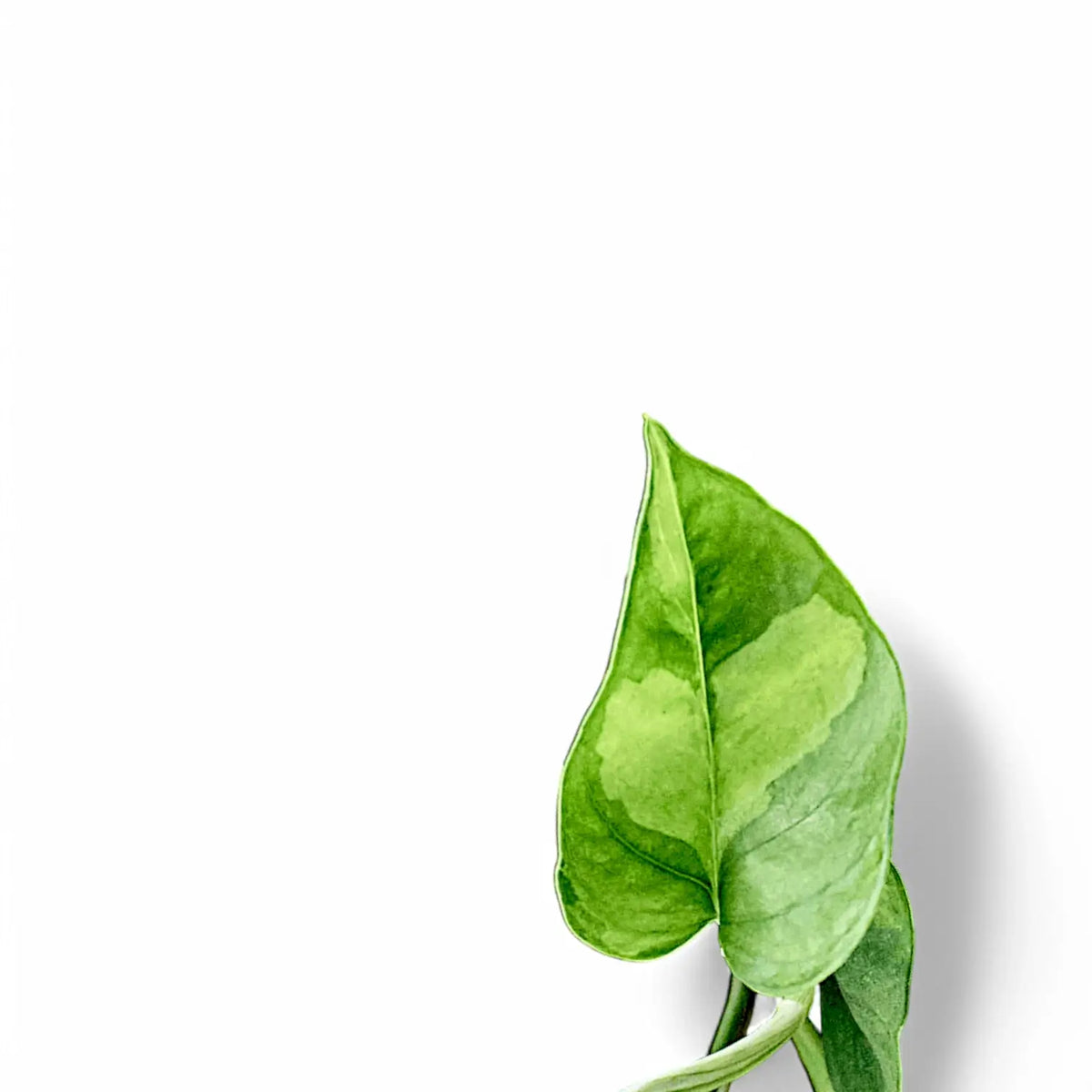 Epipremnum aureum ‘Global Green’ – Blattdetail vor weißem Hintergrund..