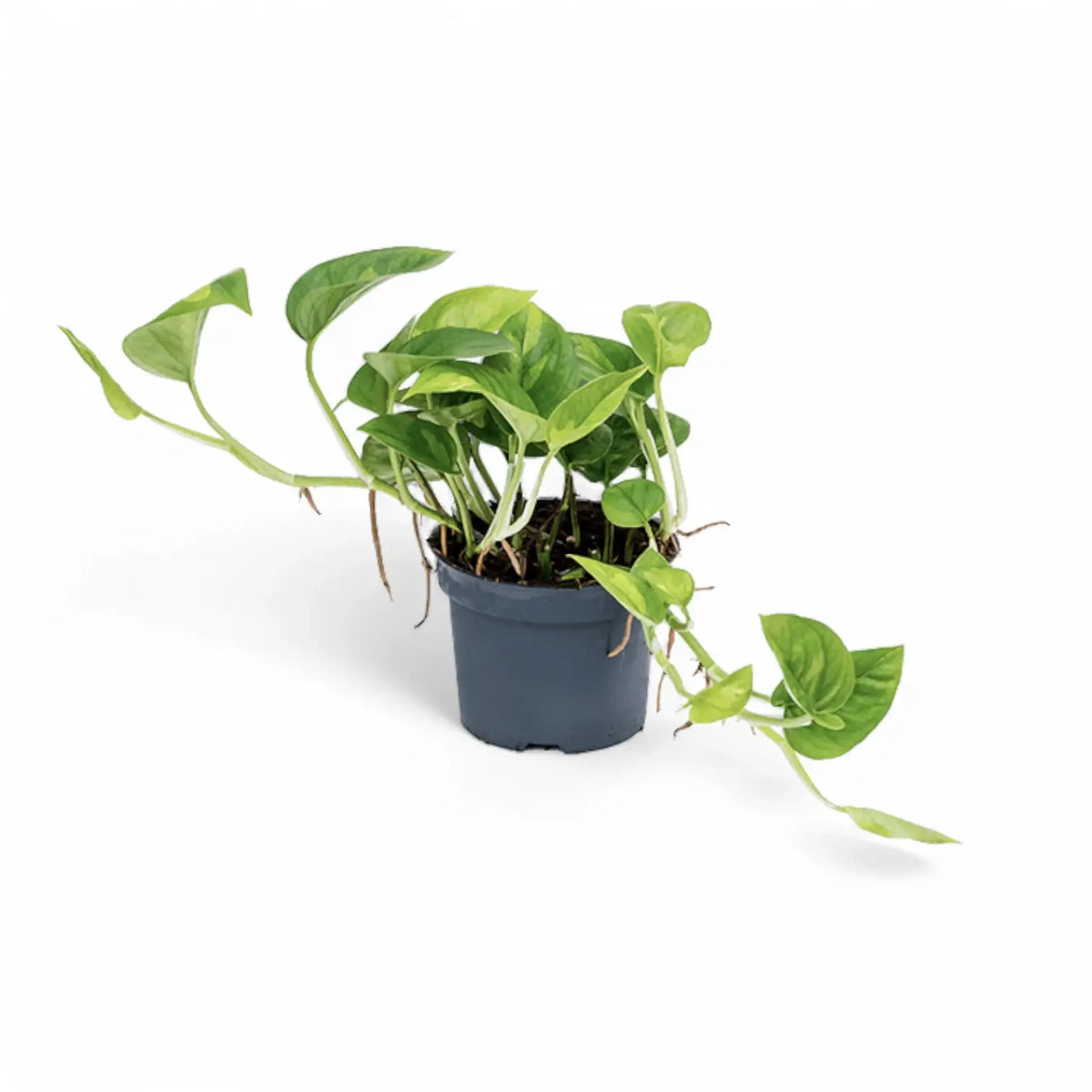 Epipremnum aureum ‘Global Green’ Zimmerpflanze im Anzuchttopf vor weißem Hintergrund, Produktfoto 2.
