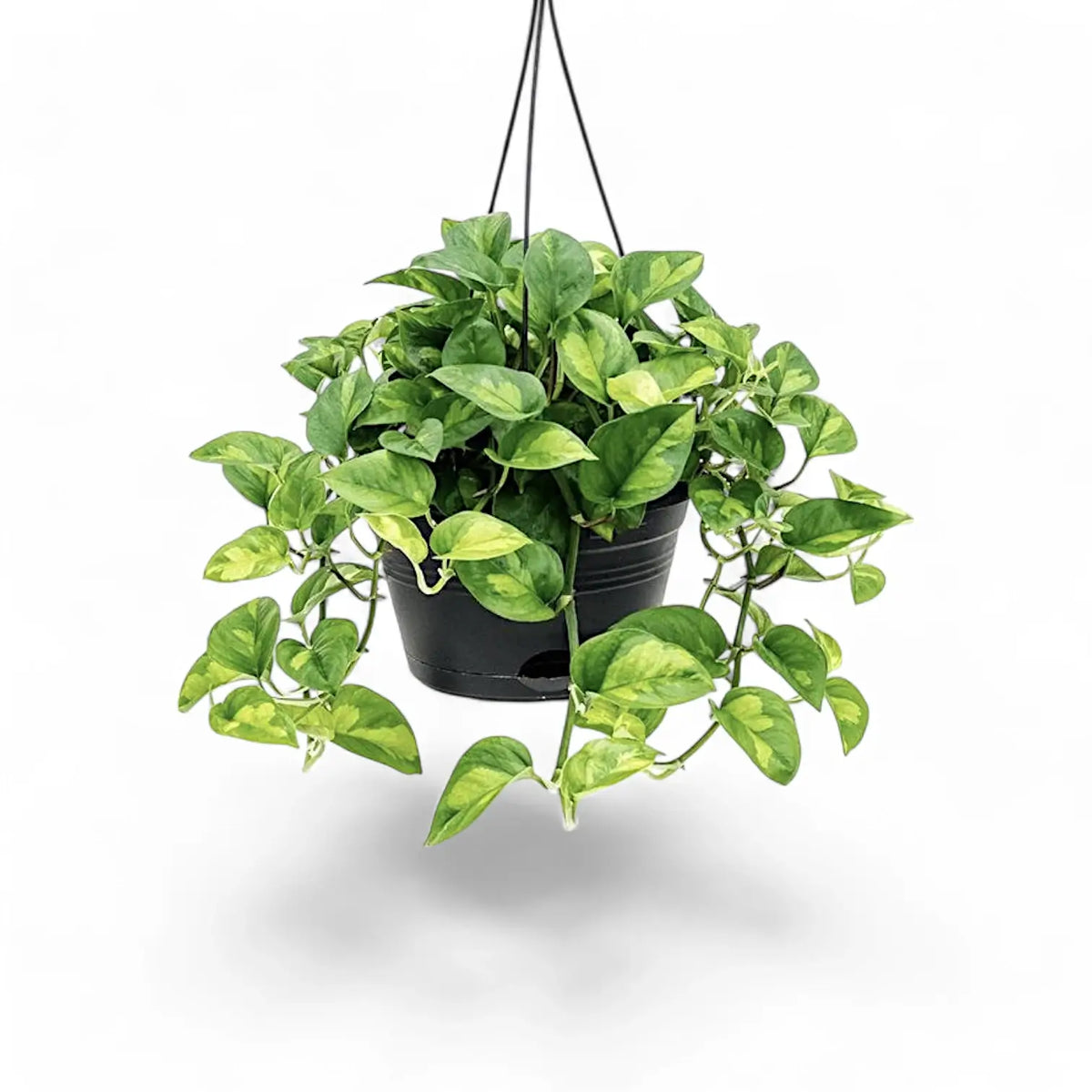 Epipremnum aureum ‘Global Green’ Zimmerpflanze im Anzuchttopf vor weißem Hintergrund, Produktfoto 5.