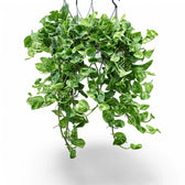 Epipremnum aureum ‘Global Green’ Zimmerpflanze im Anzuchttopf vor weißem Hintergrund, Produktfoto 7.