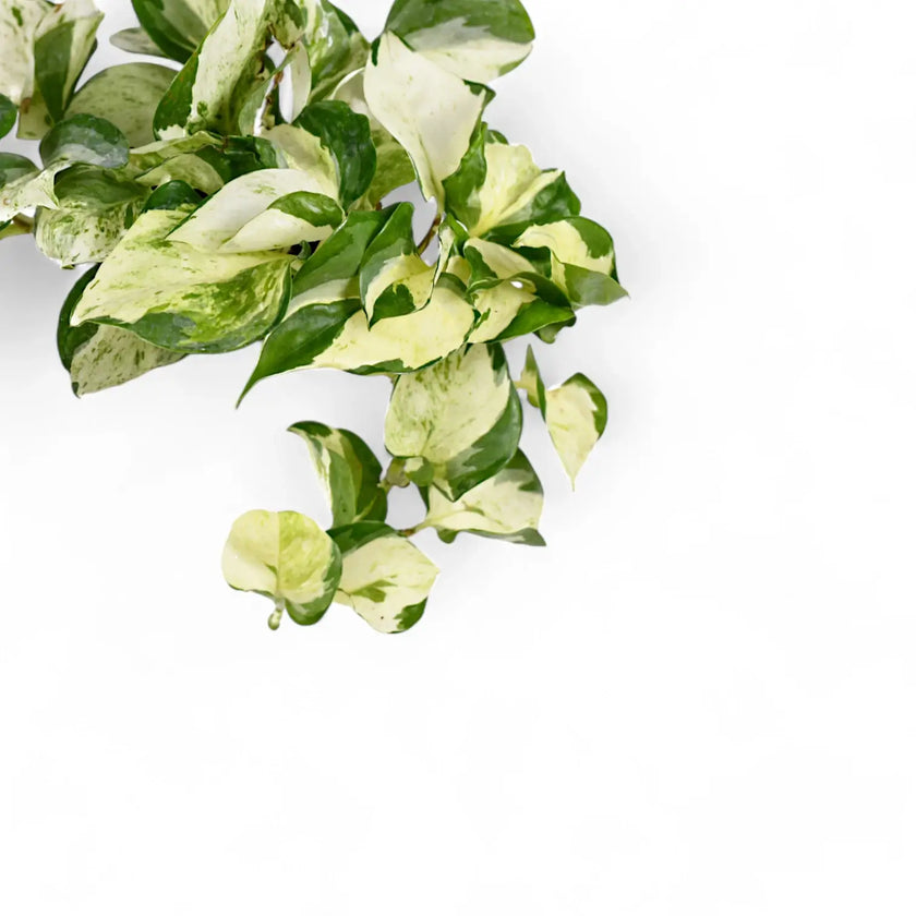 Epipremnum aureum 'Happy Leaf' ('Manjula') leaf close-up on white background.
