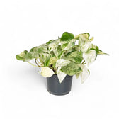 Epipremnum aureum 'Happy Leaf' ('Manjula') – Topfpflanze im Kulturtopf vor weißem Hintergrund, Produktfoto 3.