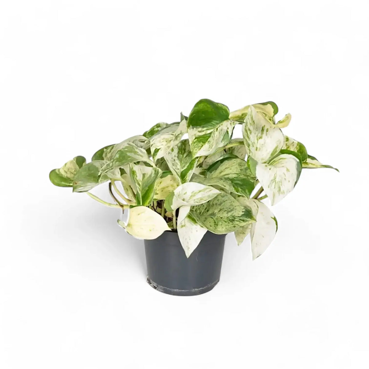 Epipremnum aureum 'Happy Leaf' ('Manjula') – Topfpflanze im Kulturtopf vor weißem Hintergrund, Produktfoto 3.