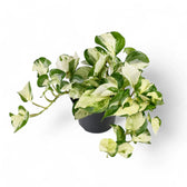 Epipremnum aureum 'Happy Leaf' ('Manjula') – Topfpflanze im Kulturtopf vor weißem Hintergrund, Produktfoto 4.