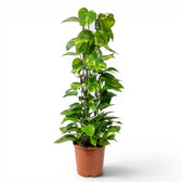 Large Epipremnum aureum plant in a nursery pot on a white background