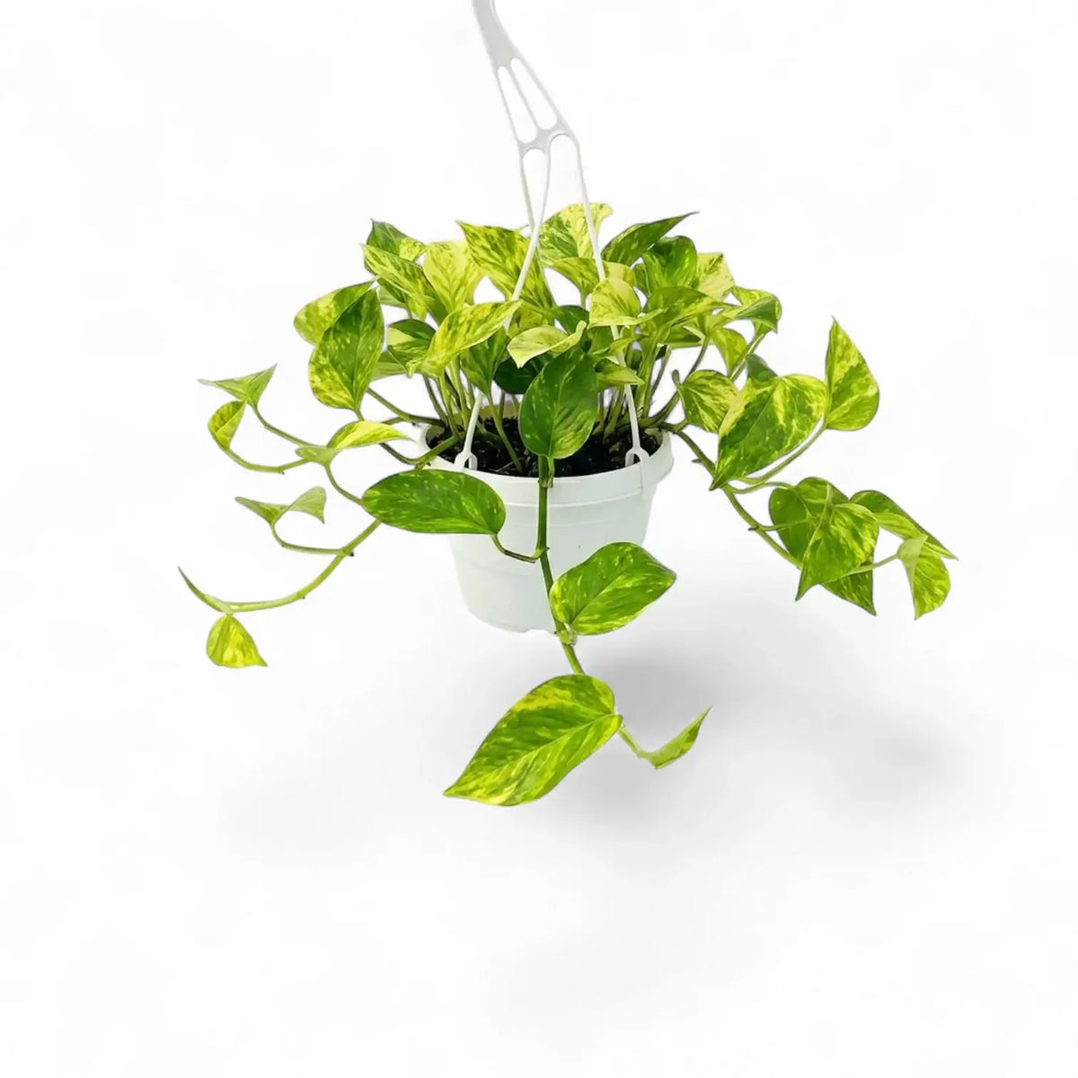 Medium Epipremnum aureum plant in a hanging nursery pot on a white background