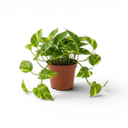 Medium Epipremnum aureum plant in a nursery pot on a white background