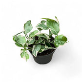 Epipremnum aureum 'Pearls and Jade' aka 'White Panther' potted plant in nursery pot on white background.