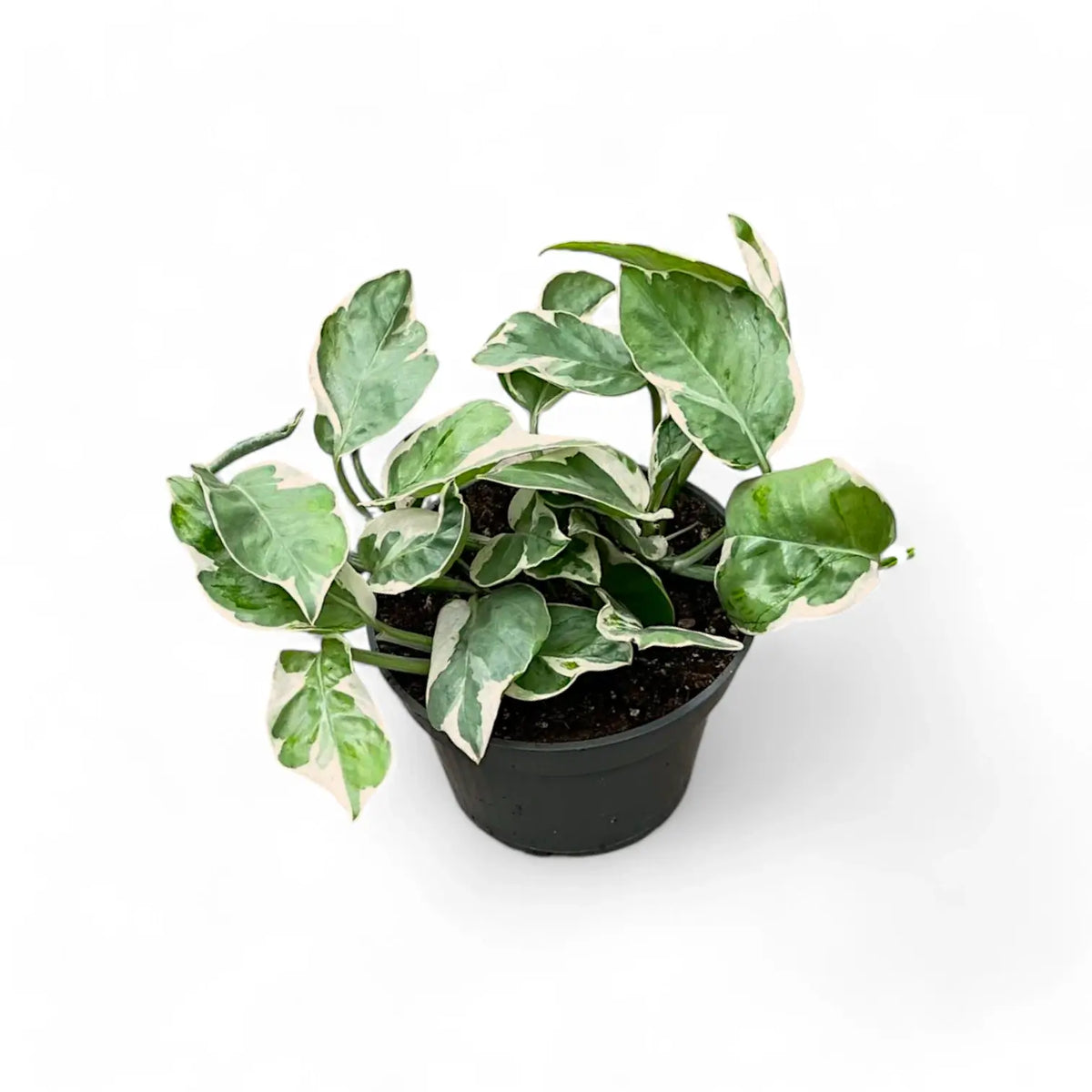 Epipremnum aureum 'Pearls and Jade' aka 'White Panther' potted plant in nursery pot on white background.