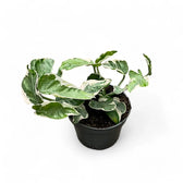 Epipremnum aureum 'Pearls and Jade' aka 'White Panther' potted plant in nursery pot on white background.