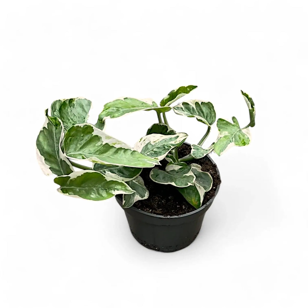Epipremnum aureum 'Pearls and Jade' aka 'White Panther' potted plant in nursery pot on white background.