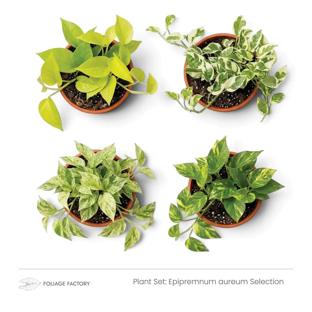 Epipremnum aureum Selection with four varieties showing lime, marbled and white-green leaves viewed from above