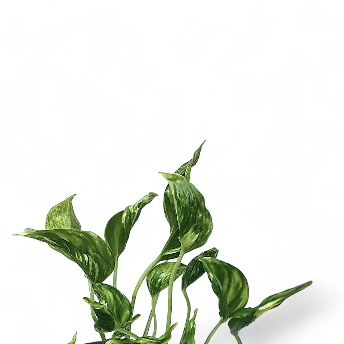 Epipremnum aureum 'Shangri La' aka 'Sleeping Pothos' leaf close-up on white background.