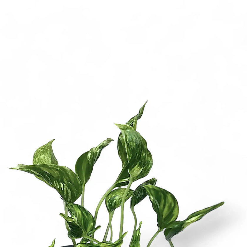 Epipremnum aureum 'Shangri La' aka 'Sleeping Pothos' leaf close-up on white background.