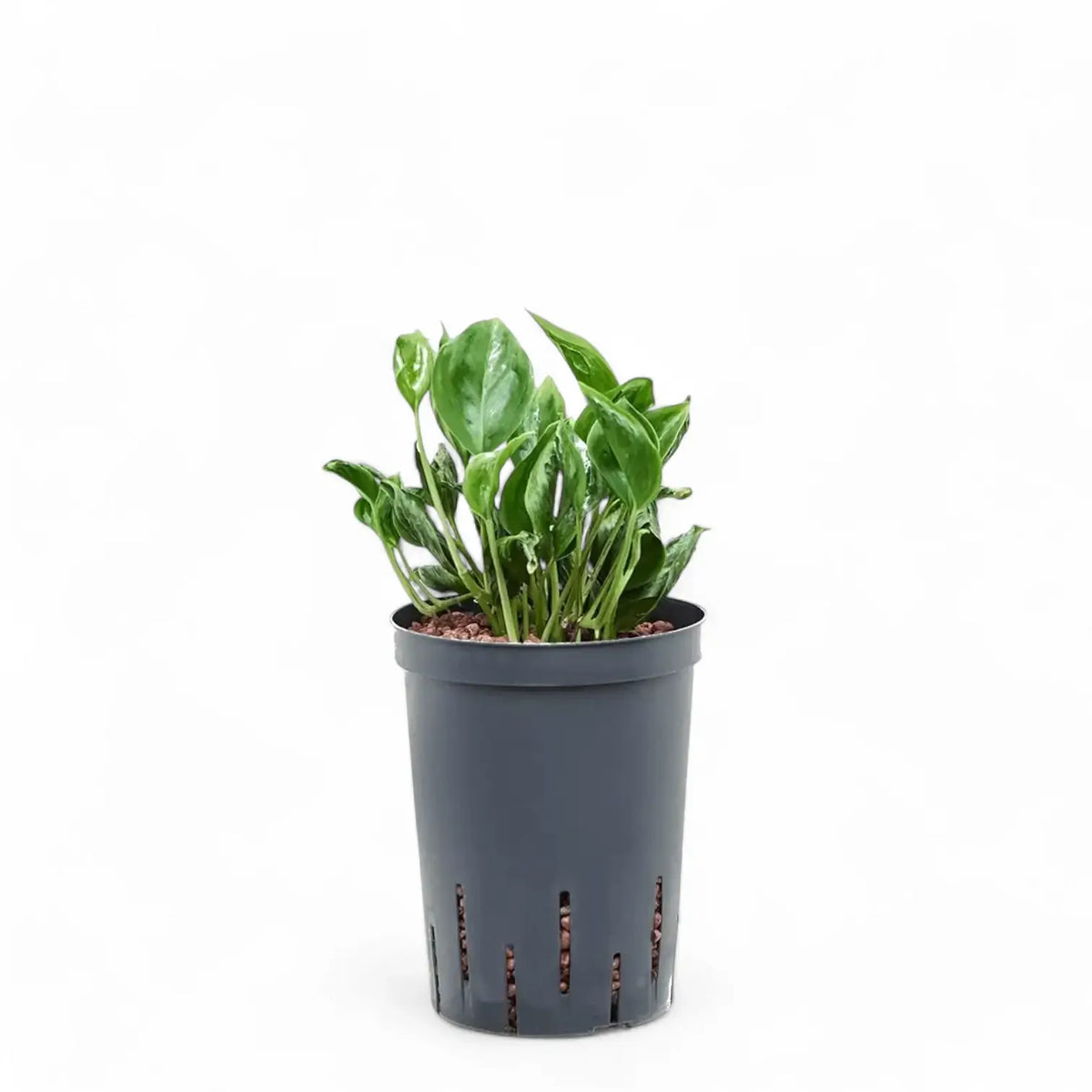 Epipremnum aureum 'Shangri La' aka 'Sleeping Pothos' potted plant in nursery pot on white background.