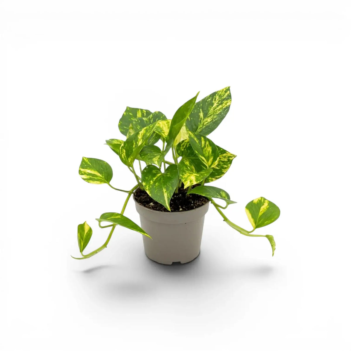 Epipremnum aureum plant in a nursery pot on a white background