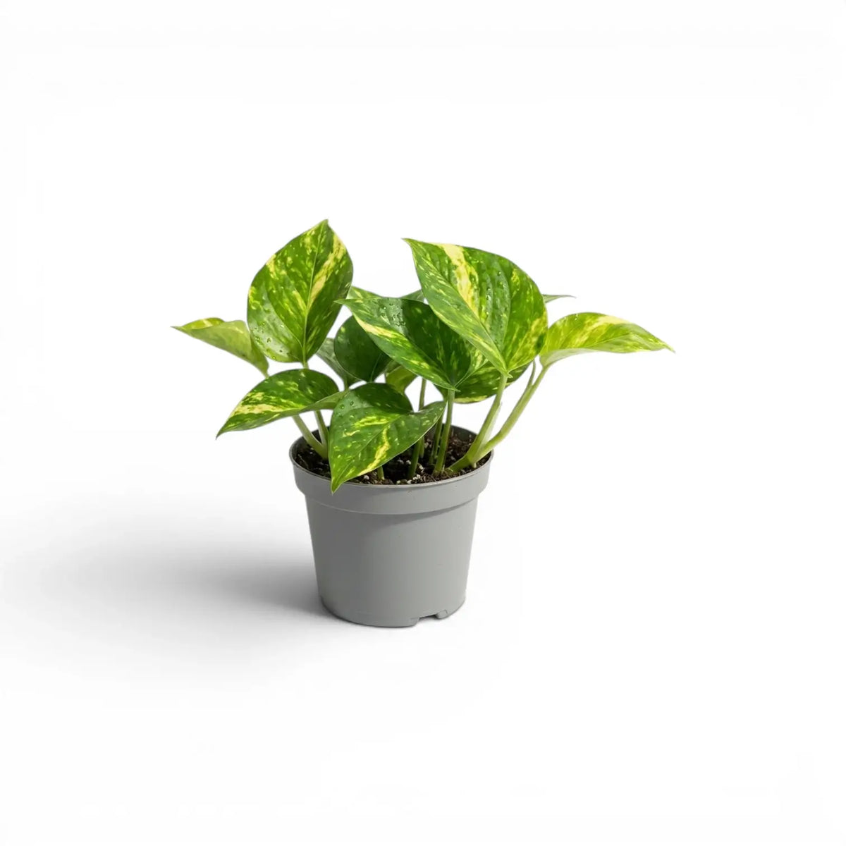 Small  Epipremnum aureum plant in a nursery pot on a white background