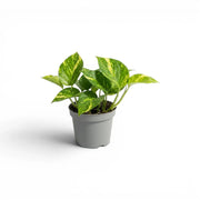 Kleines Epipremnum aureum im Kulturtopf vor weißem Hintergrund