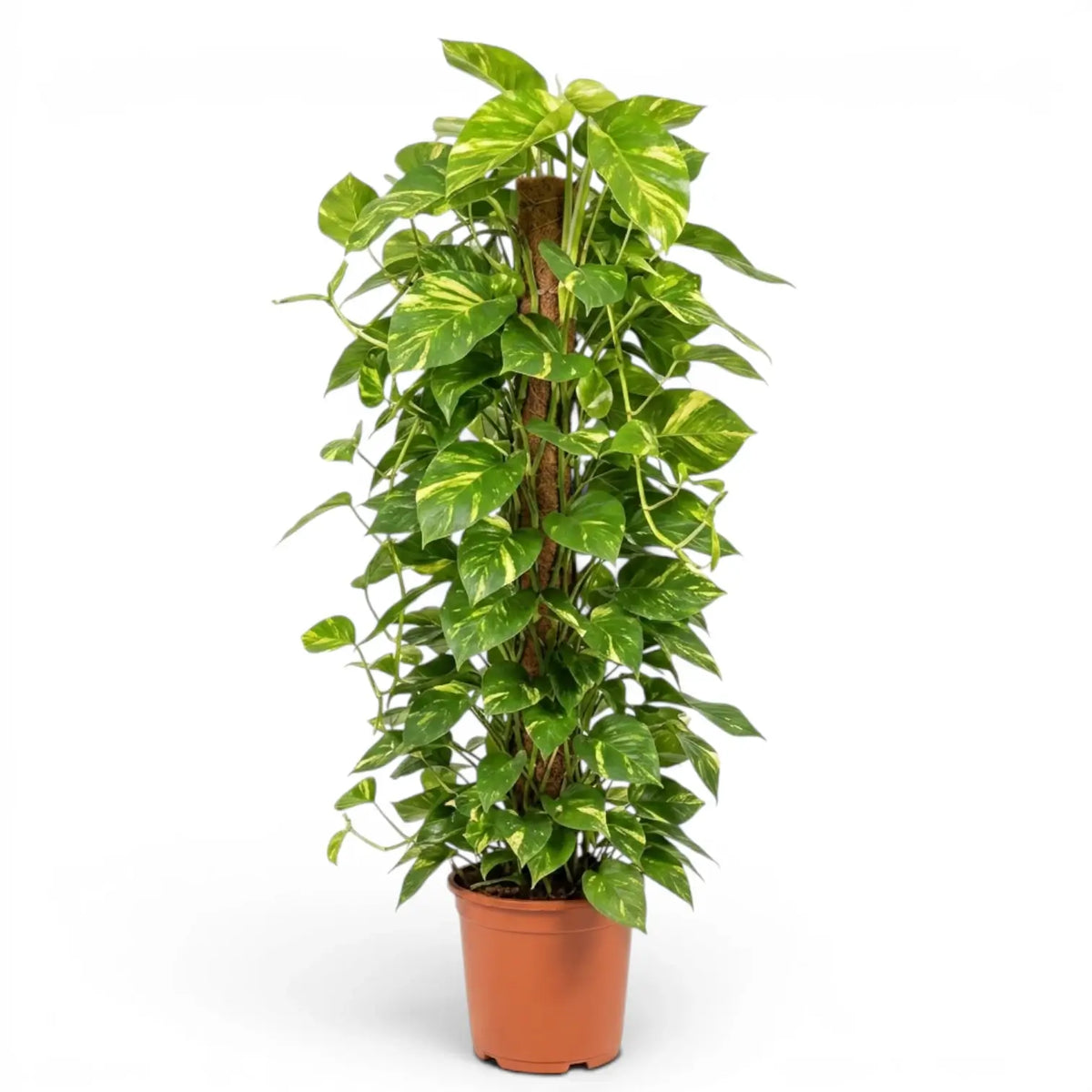Extra Large Epipremnum aureum plant in a nursery pot on a white background