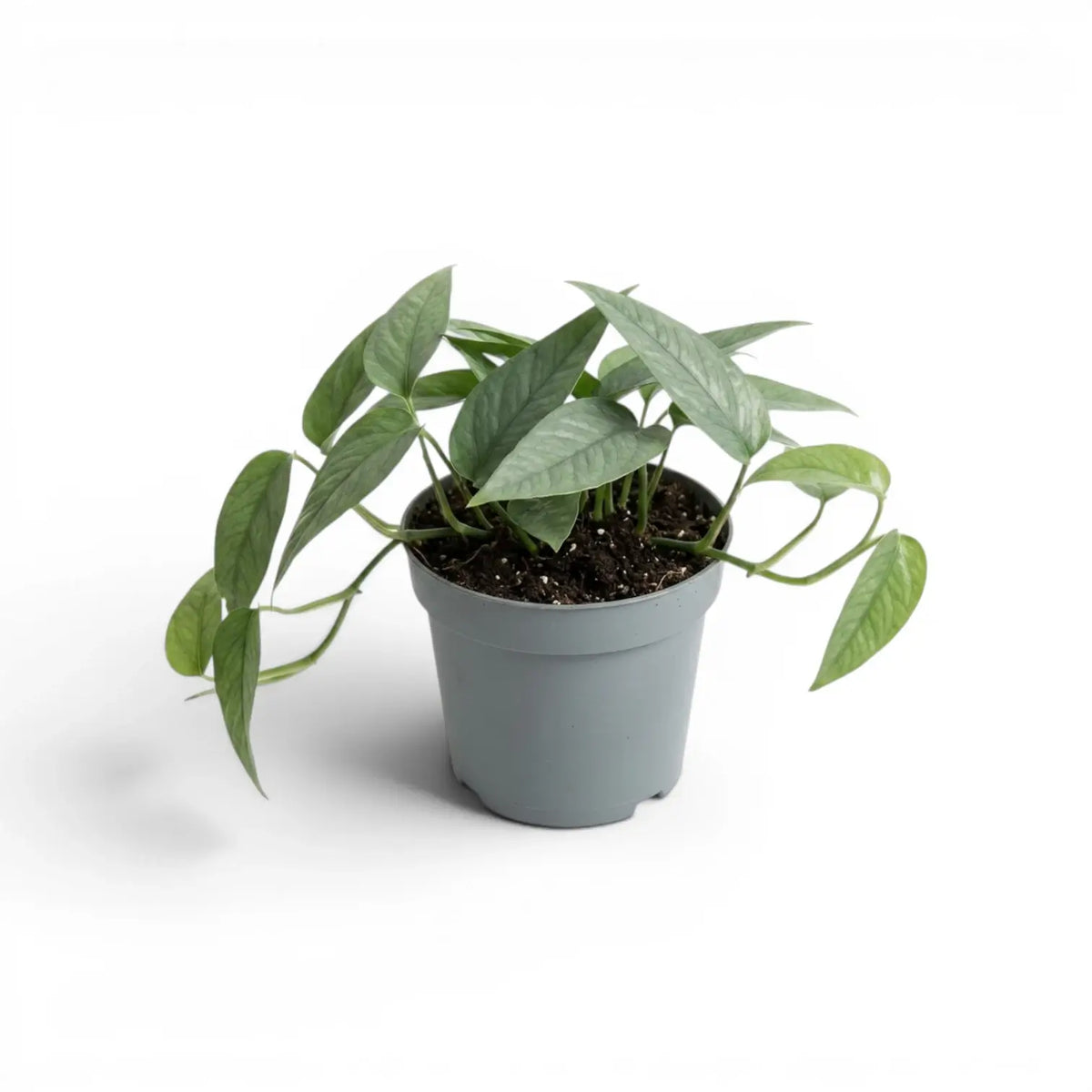Medium Epipremnum Cebu Blue plant in a nursery pot on a white background