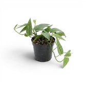 Medium Epipremnum Cebu Blue plant in a nursery pot on a white background