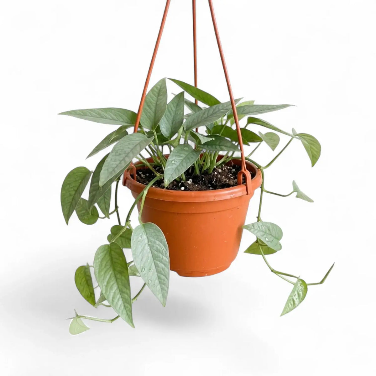 Medium Epipremnum Cebu Blue plant in a hanging nursery pot on a white background