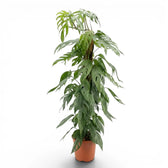 Extra large Epipremnum Cebu Blue plant in a nursery pot on a white background