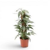 Extra large Epipremnum Cebu Blue plant in a nursery pot on a white background