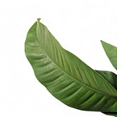 Epipremnum giganteum leaf detail on white background.