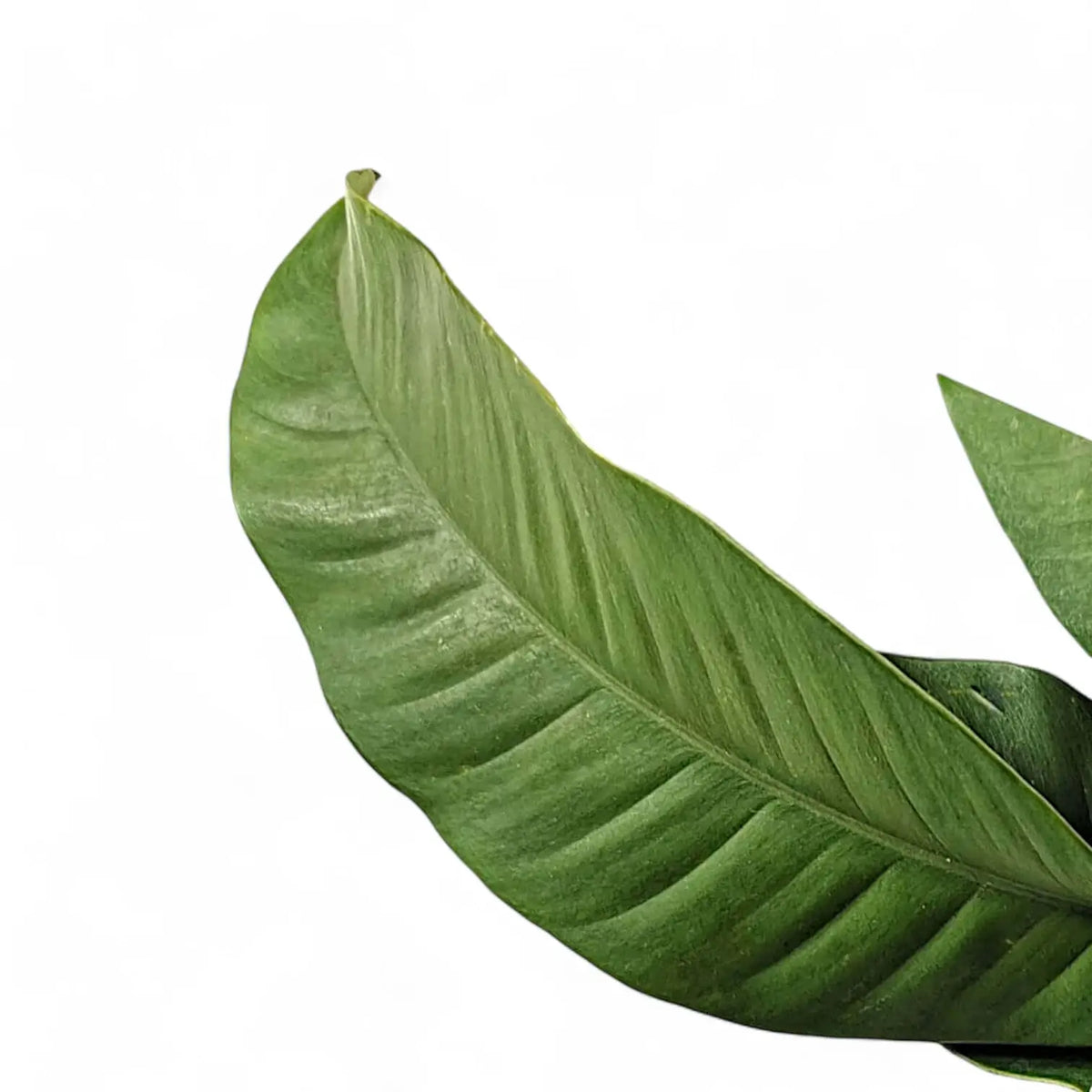 Epipremnum giganteum leaf detail on white background.