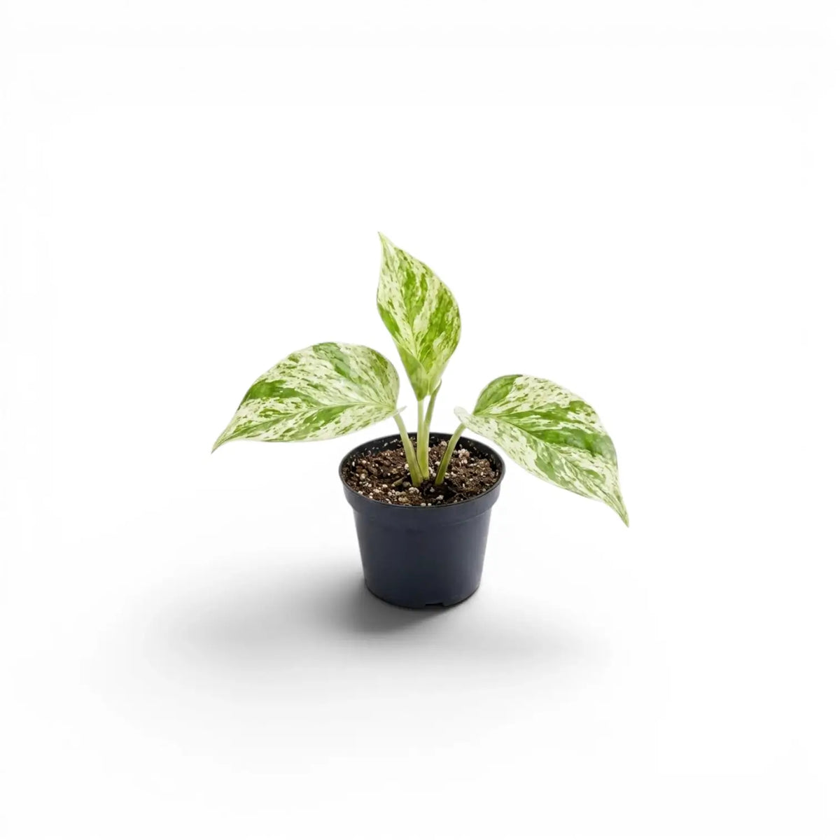 Epipremnum aureum Marble Queen baby plant in a nursery pot on a white background