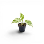 Epipremnum aureum Marble Queen baby plant in a nursery pot on a white background