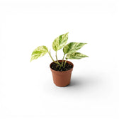 Epipremnum aureum Marble Queen baby plant in a nursery pot on a white background
