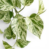 Close up of Epipremnum aureum Marble Queen foliage on a white background