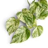 Close up of Epipremnum aureum Marble Queen foliage on a white background
