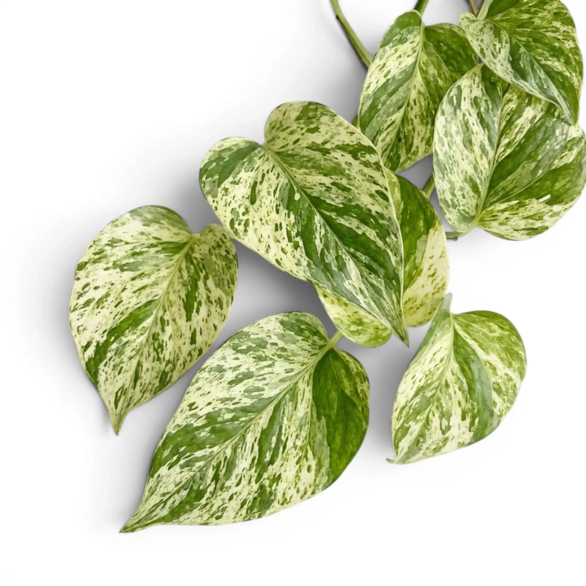 Close up of Epipremnum aureum Marble Queen foliage on a white background