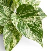 Close up of Epipremnum aureum Marble Queen foliage on a white background