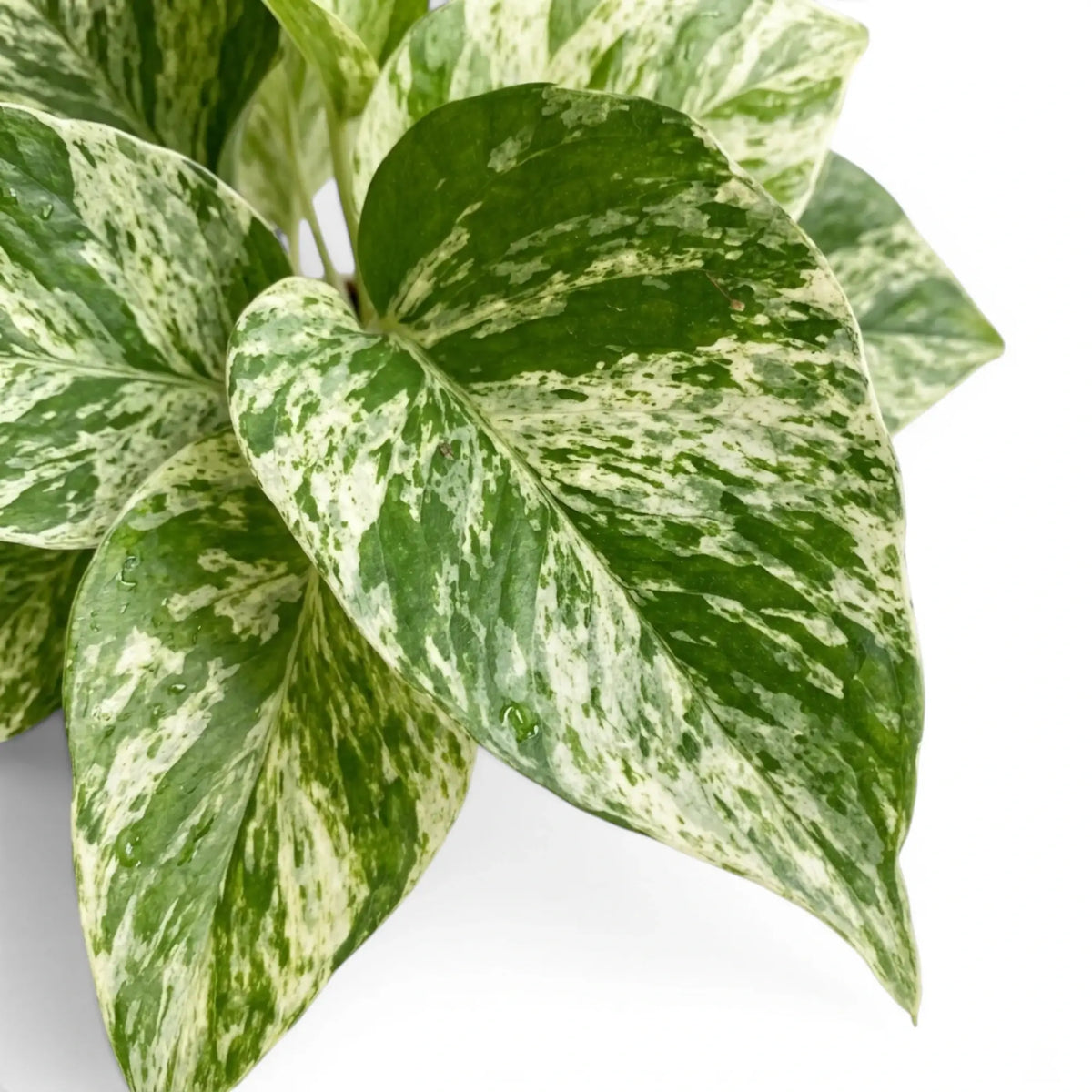 Close up of Epipremnum aureum Marble Queen foliage on a white background