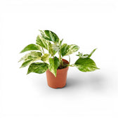 Medium Epipremnum aureum Marble Queen plant in a nursery pot on a white background