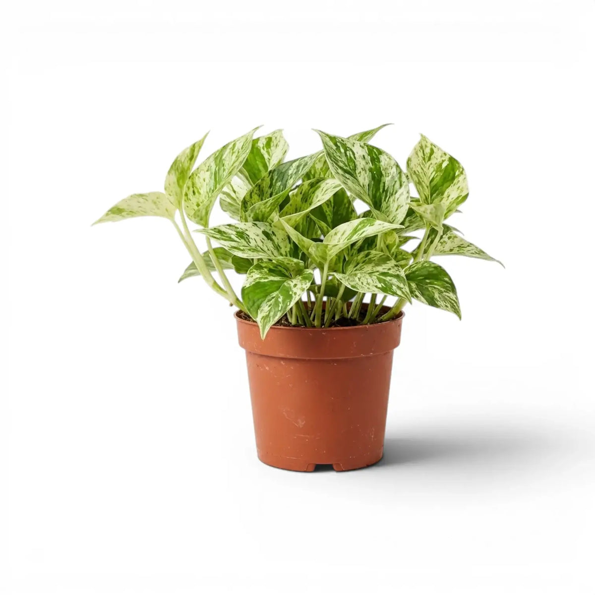Medium Epipremnum aureum Marble Queen plant in a nursery pot on a white background