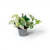 Medium Epipremnum aureum Marble Queen plant in a nursery pot on a white background
