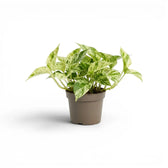 Medium Epipremnum aureum Marble Queen plant in a nursery pot on a white background