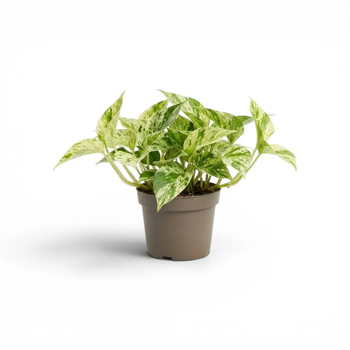 Medium Epipremnum aureum Marble Queen plant in a nursery pot on a white background