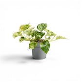 Medium Epipremnum aureum Marble Queen plant in a nursery pot on a white background