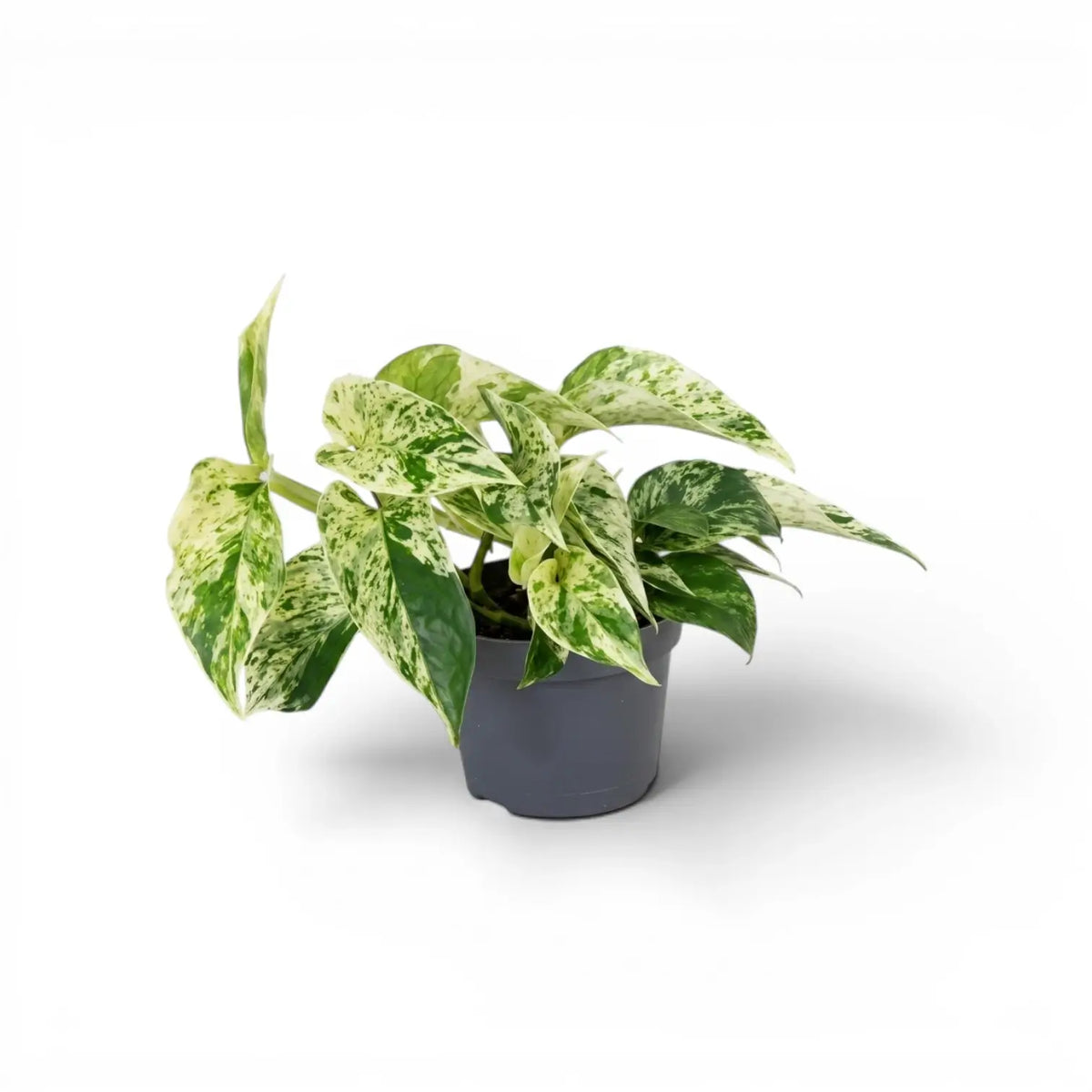 Medium Epipremnum aureum Marble Queen plant in a nursery pot on a white background