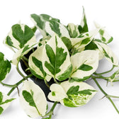 Epipremnum aureum N'Joy foliage close-up with green and cream variegation.