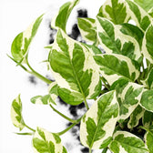 Epipremnum aureum N'Joy foliage close-up with green and cream variegation.
